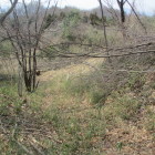 主郭を南に下った堀、奥が帯郭風