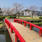 この橋の下に鯉が集まってきます