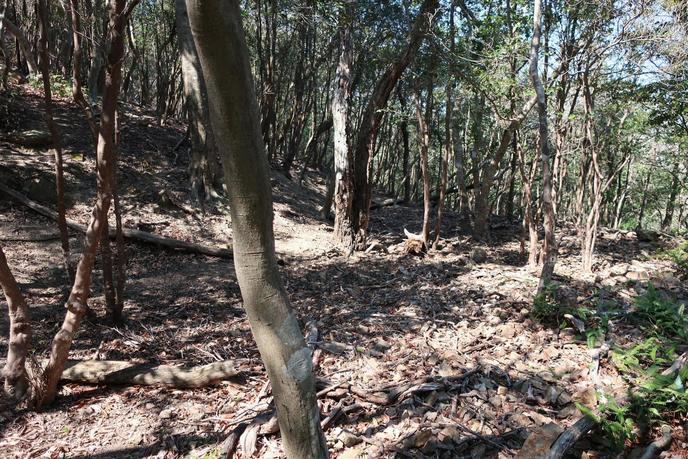 東尾根の腰曲輪