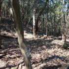 東尾根の腰曲輪