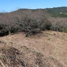 主郭部下段を見下ろす。こちらも綺麗に刈られている