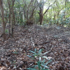 主郭に僅かに残る土塁