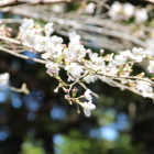 同左の枝ぶり桜をアップ