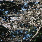 同左の咲誇った処をアップ