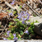 本丸南側中仕切門南石垣上に可憐なスミレ