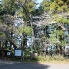 北の丸下５号堀登城口の染井吉野桜