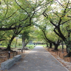 本丸内部桜で鬱蒼としてる