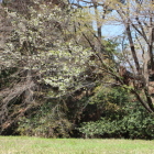 二の丸南側土塁法面上の大島桜も咲き誇る