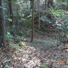 大土塁中間地点は木橋架橋址奥は本曲輪