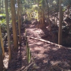 苗代川池砂防ダム２から林道