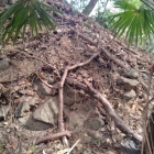 主郭虎口の石垣