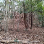 東の城　主郭切岸