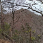 西御殿エリアから本丸を望む