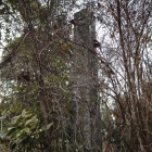 主郭にある碑：読めぬ。