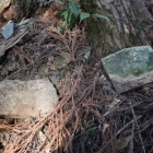 枡形虎口跡の瓦片