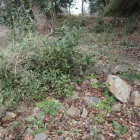 帯曲輪の石垣遺構