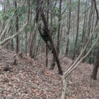 段になった曲輪