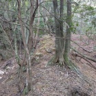 北側斜面の二重竪堀