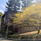 中の門に咲くミモザ