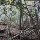 堀切から落ちる竪堀