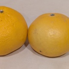 美味しい土佐文旦🍊