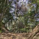 四重堀切大外の１条