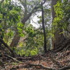 主郭北側の四重堀切の1条