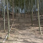 綺麗に整備された竹林