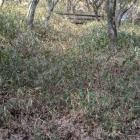 笹藪の中に竪堀