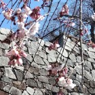 ①	枝垂れ桜から見上げた天守台