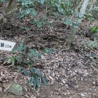 ⑤	石垣ルートへの分岐点