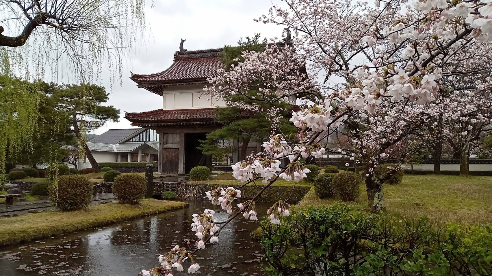 現存大手門と桜
