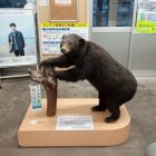 クマ駅長　おぐたん