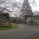 ④二の丸西不明門の桜