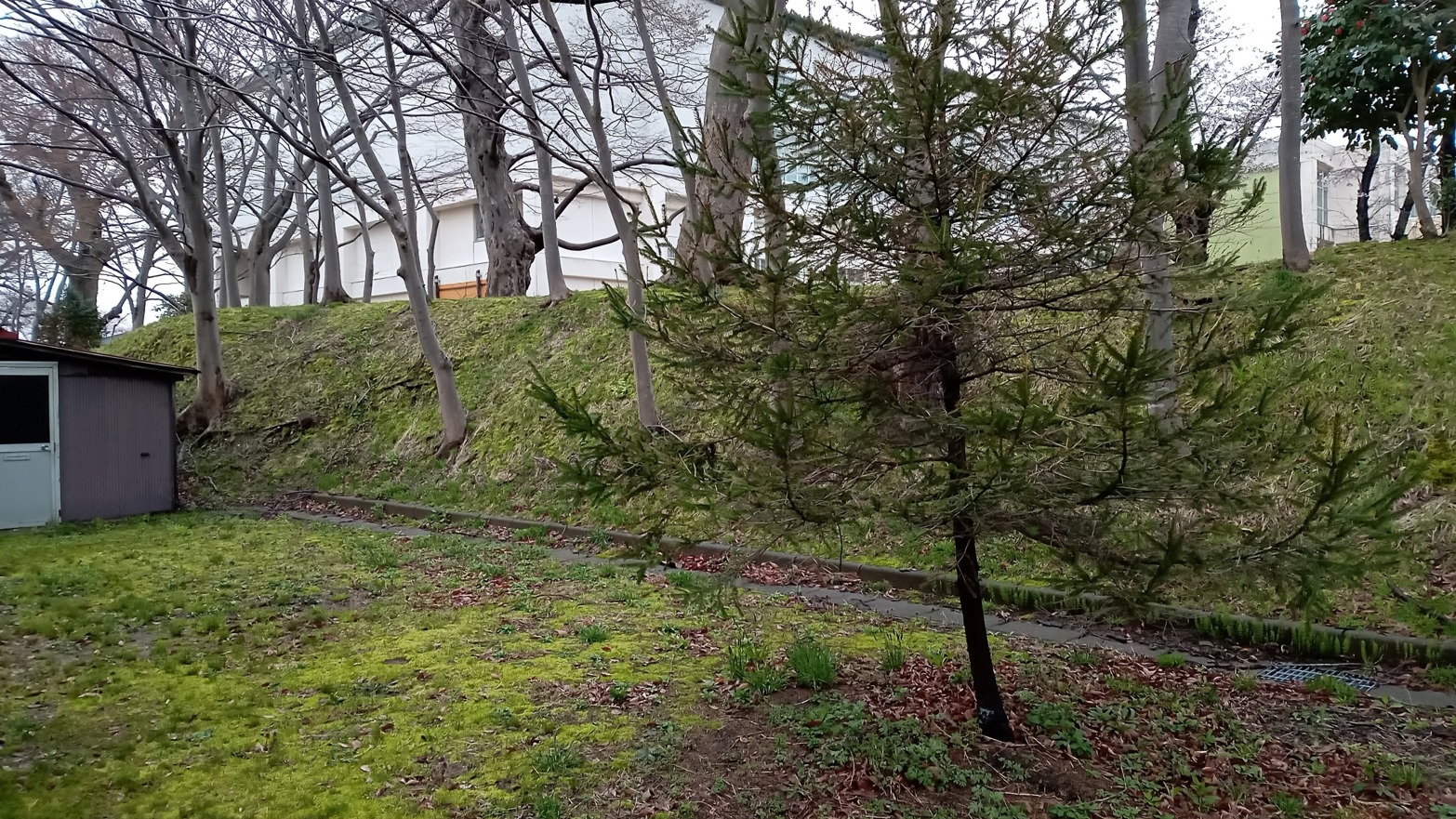 八幡神社の二の丸土塁