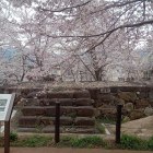 ①桜に包まれる艮櫓台