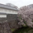 ②北櫓と桜