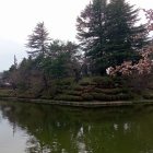 北東御三階櫓台と桜