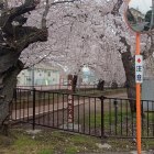 ⑤みつばち公園　桜満開