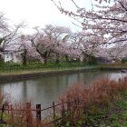 十三間堀と桜