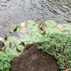 睡蓮