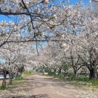 五条川の桜並木