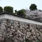 対面所跡（林原美術館）の石垣と桜