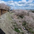 長局跡の石垣と桜