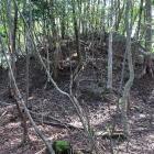 古城・主郭北面の切岸