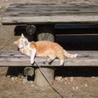 さんじゅーろー顔を洗う