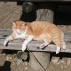 さんじゅーろー日向ぼっこ