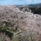 桜で埋め尽くされる弓櫓跡