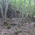 斜面にいくつかの段曲輪