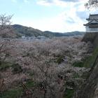 桜の海に浮かぶ城